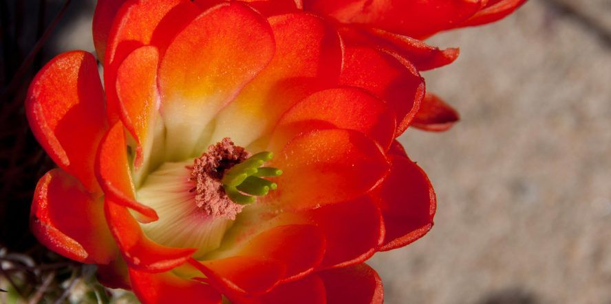 Flower