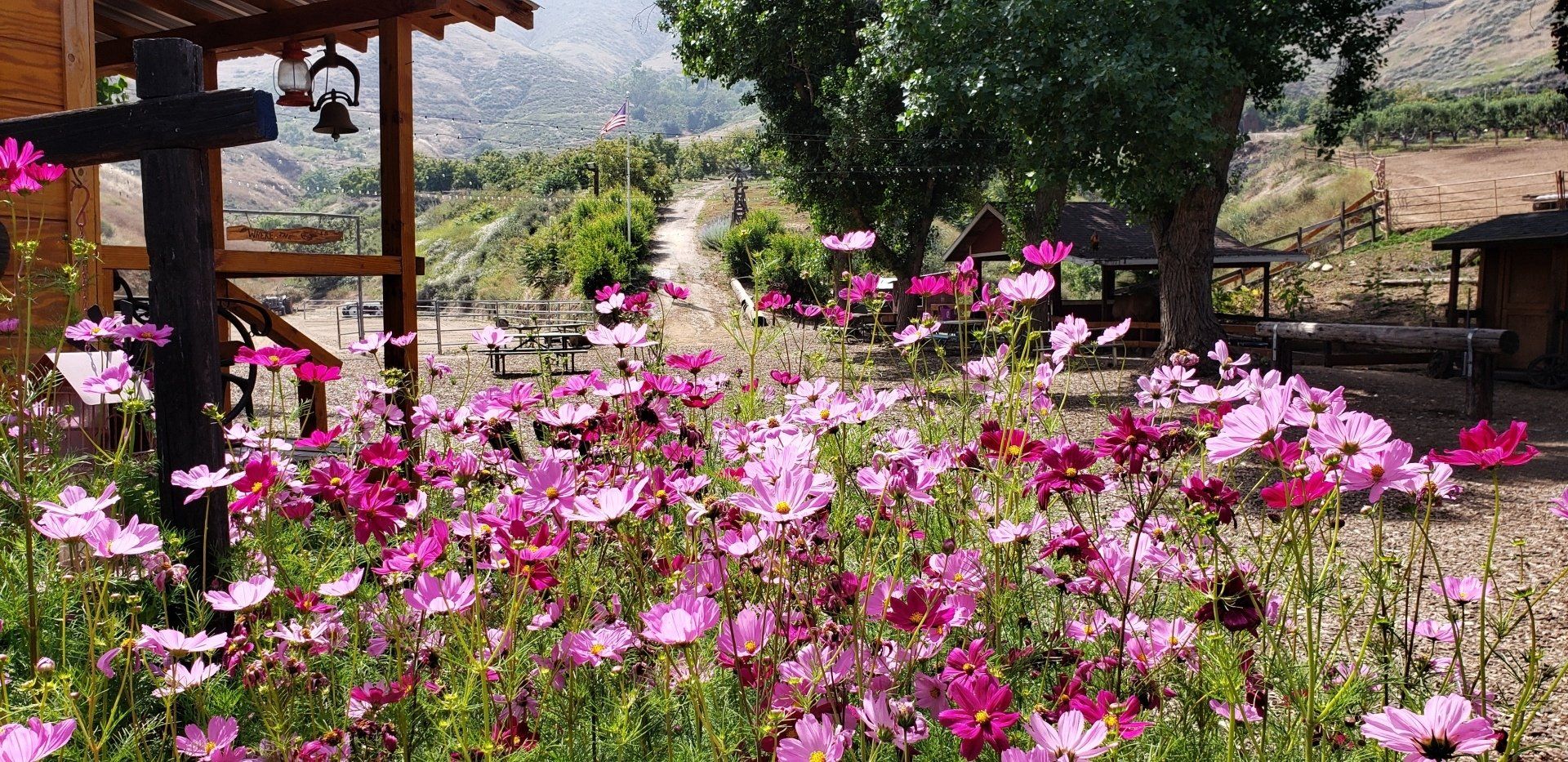 A field of pink flowers with a bell in the background