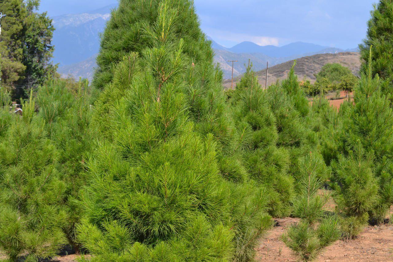 Christmas Trees live and growing at Greenspot Farms, getting ready to be cut down and put some lights on them