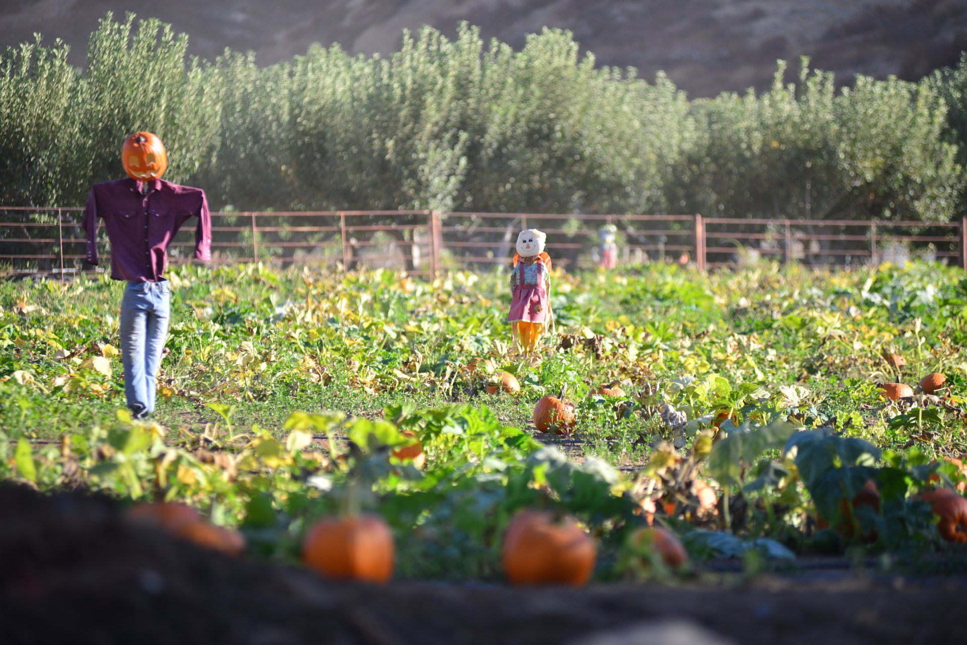 scare crow in a pumpkin field on the farm.