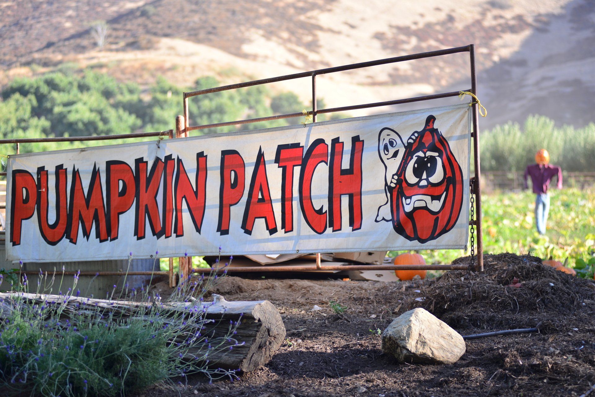 Pumpkin Patch banner at Greenspot Farms Pumpkin Patch and Family Farm Inland Empire