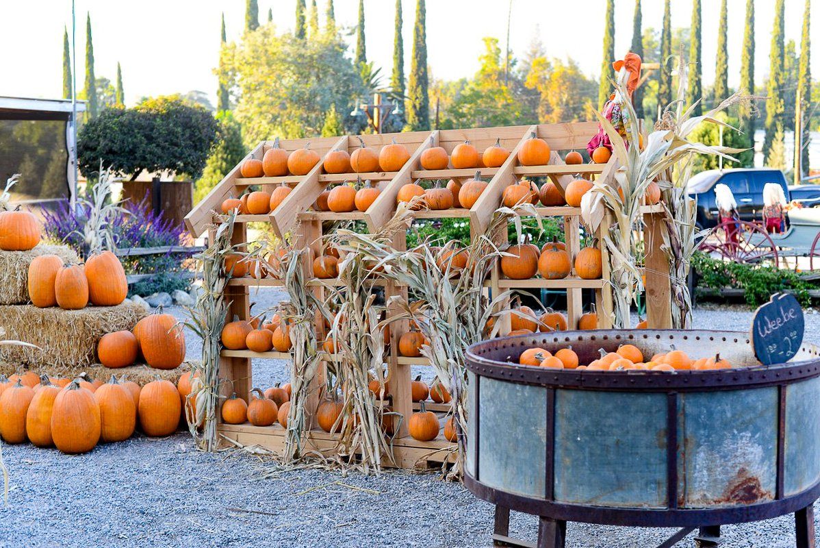 Pumpkin display