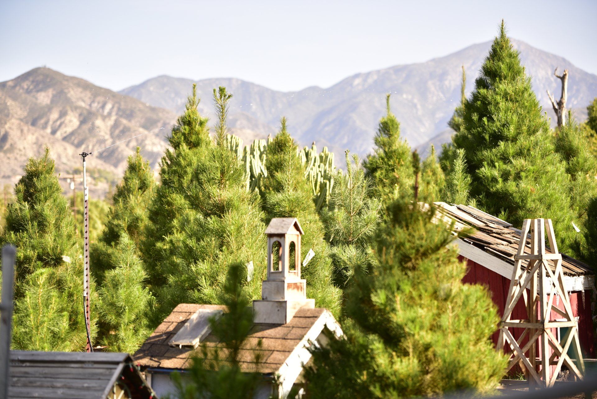 Christmas Tree Farms Inland Empire