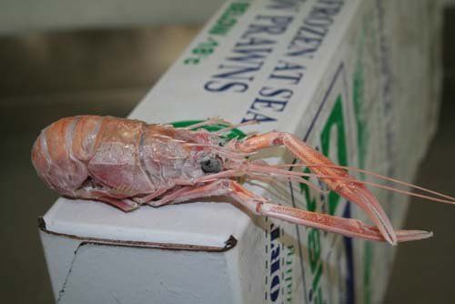 Prawns