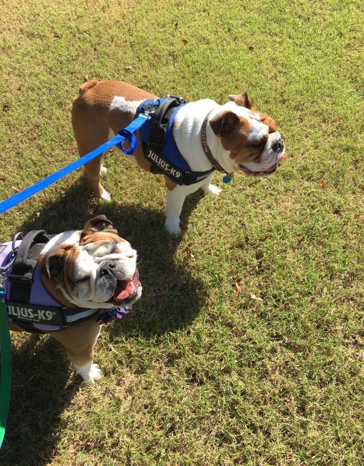 Dog Boarding Kennel — Two Laced dogs in Byhalia, MS