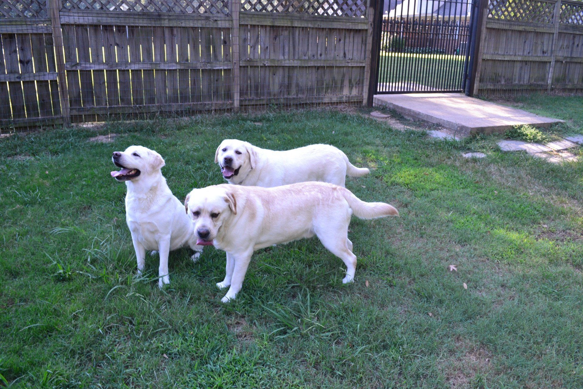 Pet Kennel — Three White Dogs in Byhalia, MS