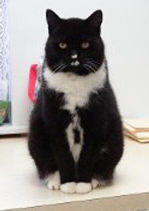 Cat — Veterinary Care Newtown Square, PA Cat — Veterinary Care Newtown Square, PA