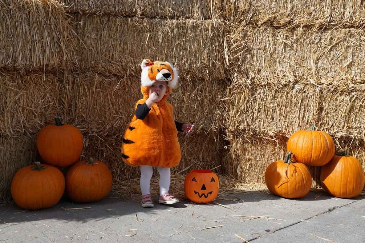 A little girl in a tiger costume is standing next to pumpkins.