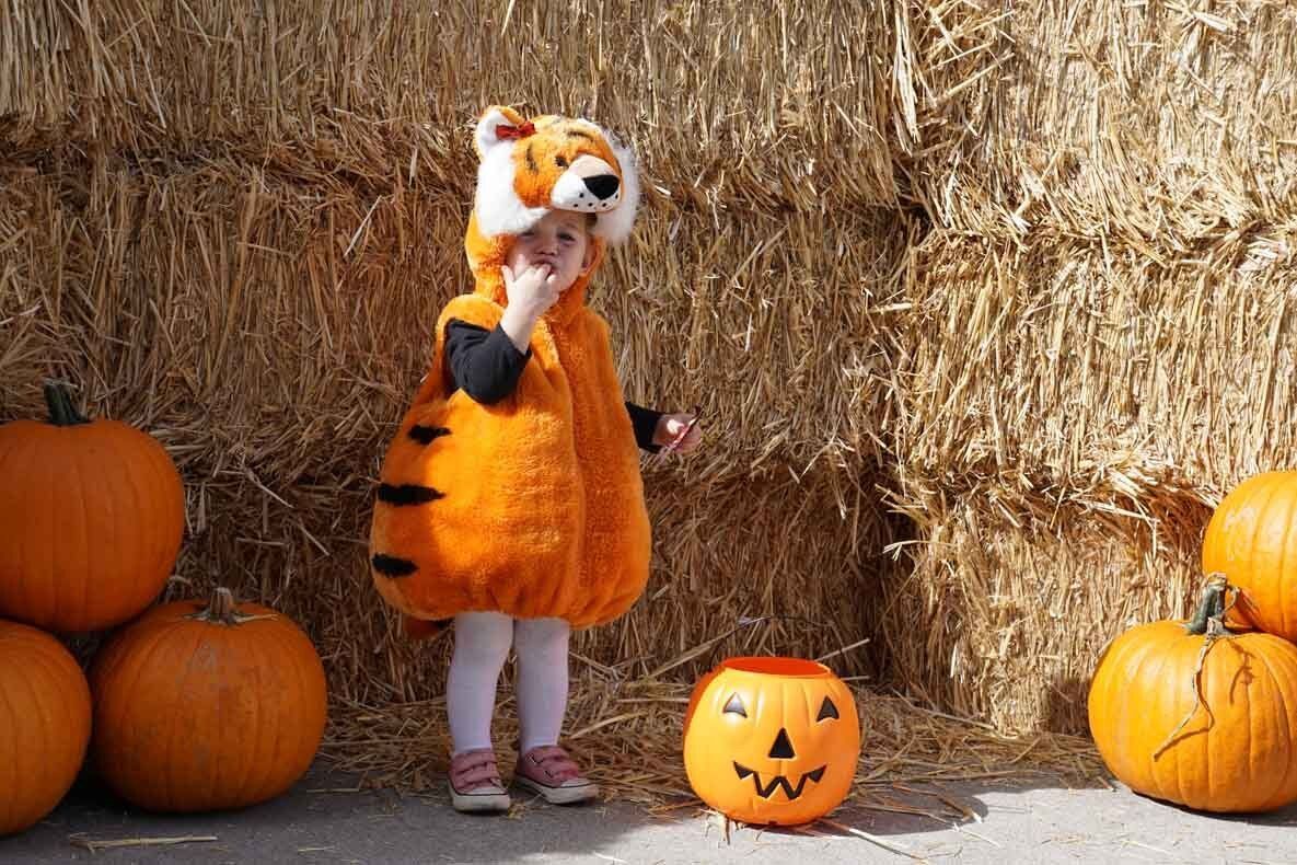 A little girl in a tiger costume is standing next to pumpkins.