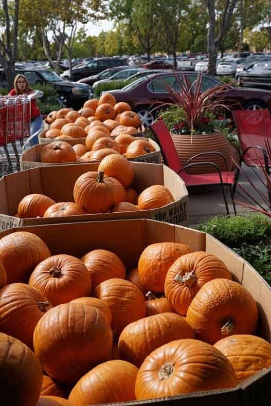 A bunch of pumpkins are in cardboard boxes in a parking lot.