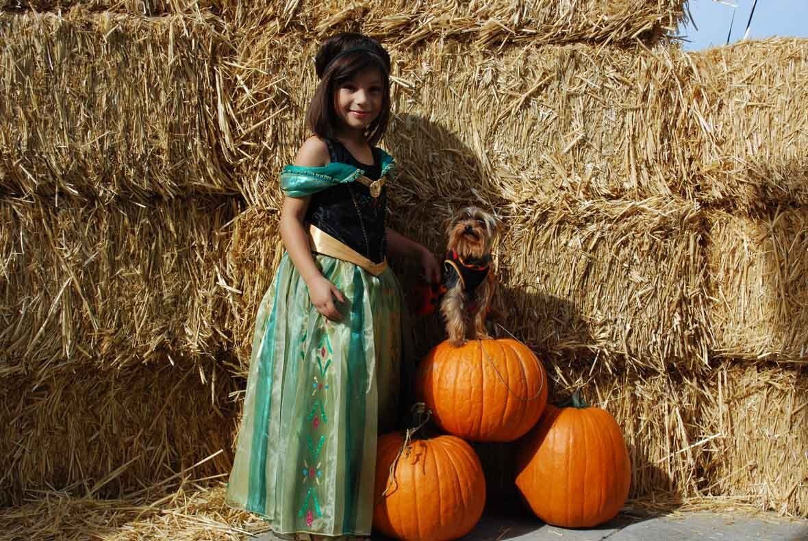 A little girl in a dress is standing next to pumpkins and a dog.