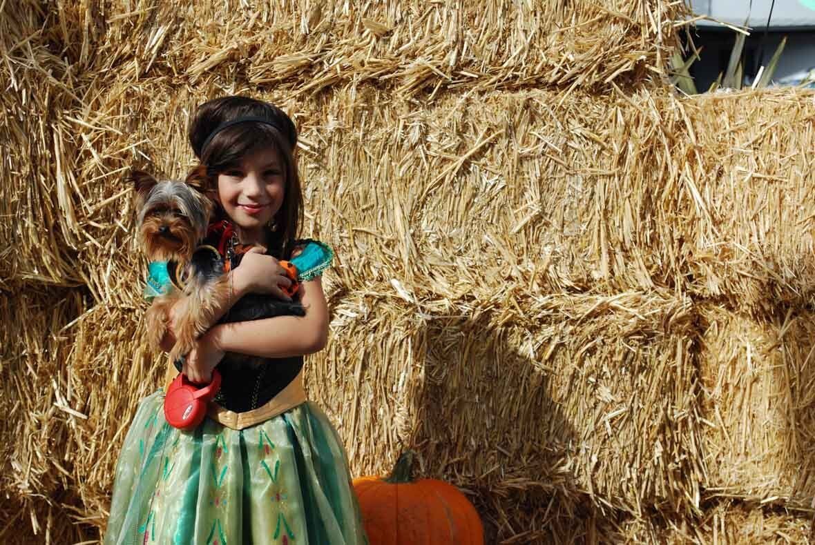A little girl in a dress is holding a dog in front of a hay bale.