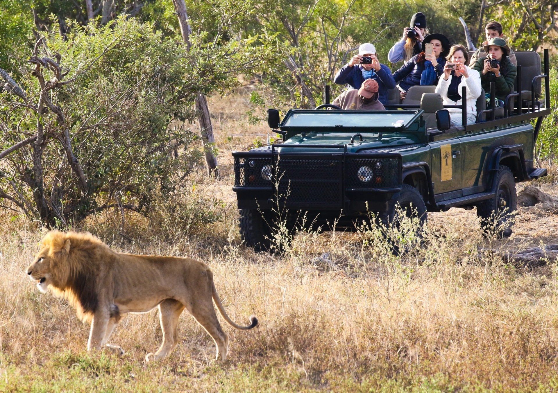 Lion walking in dry grass as a safari jeep with passengers follows behind.