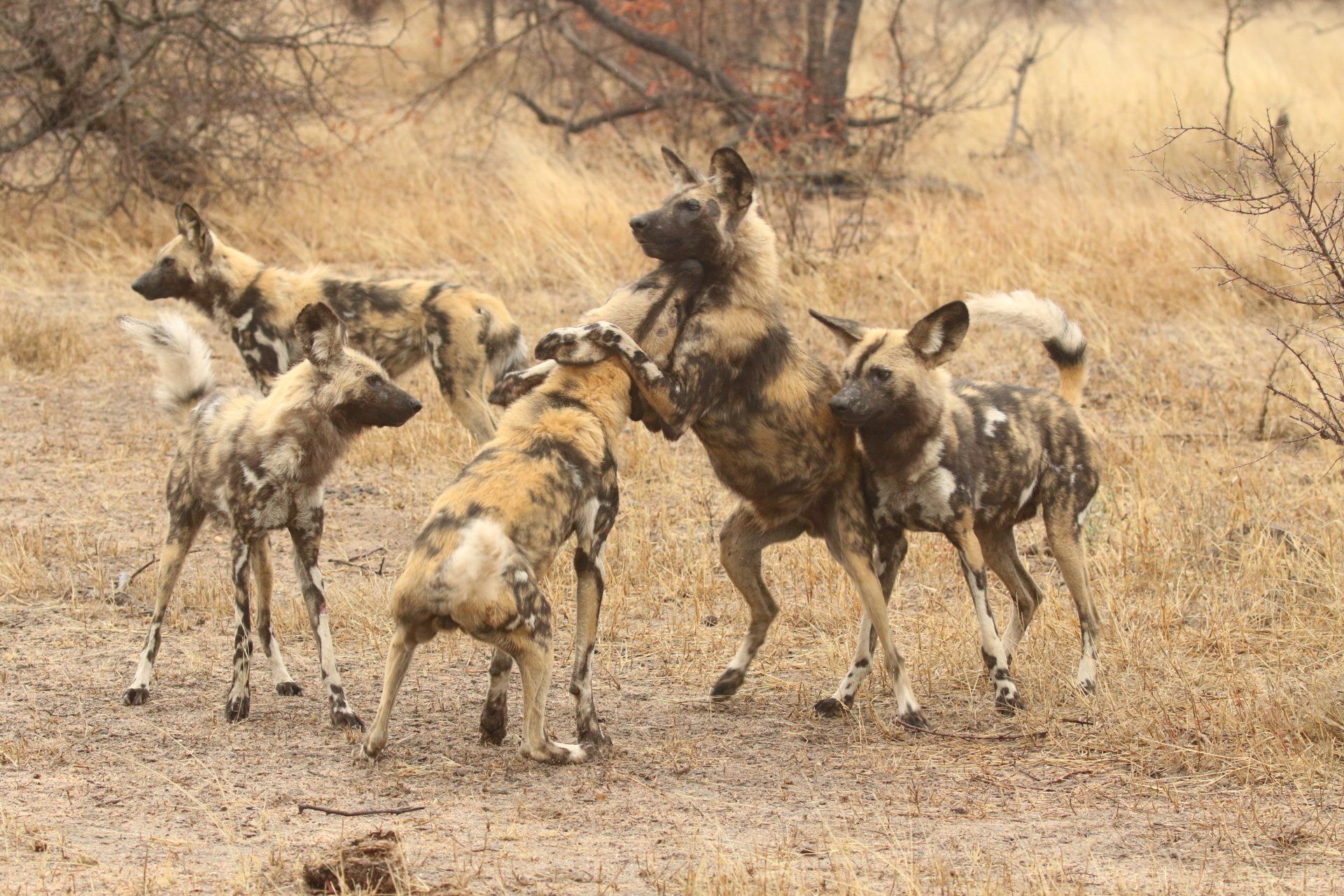 Wild dogs standing in dry grassland, alert and facing each other.