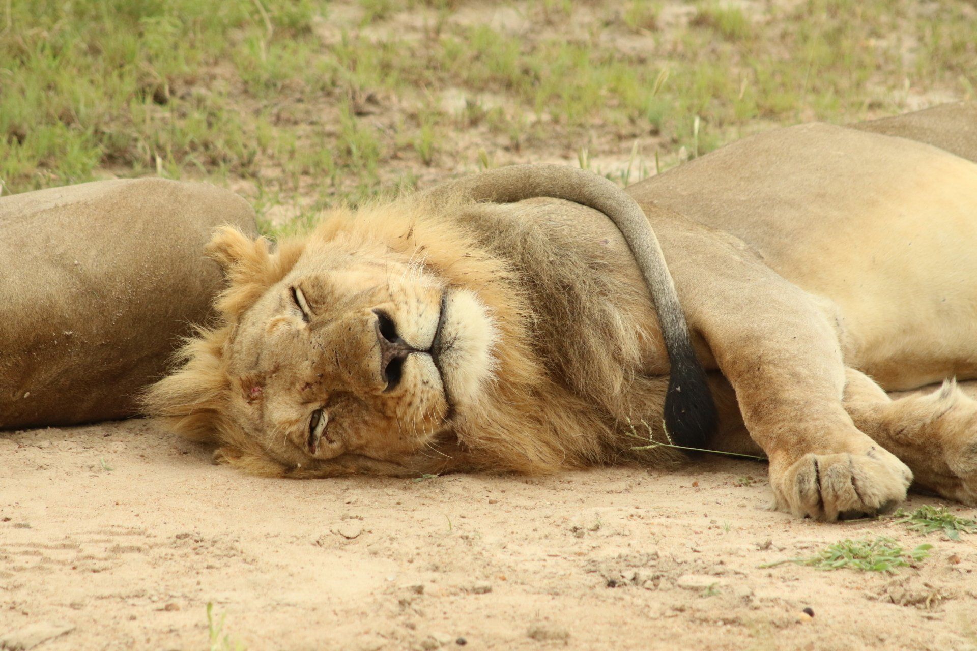 Lion lying asleep on sandy ground, wearing a tracking collar, with another lion partly visible behind.