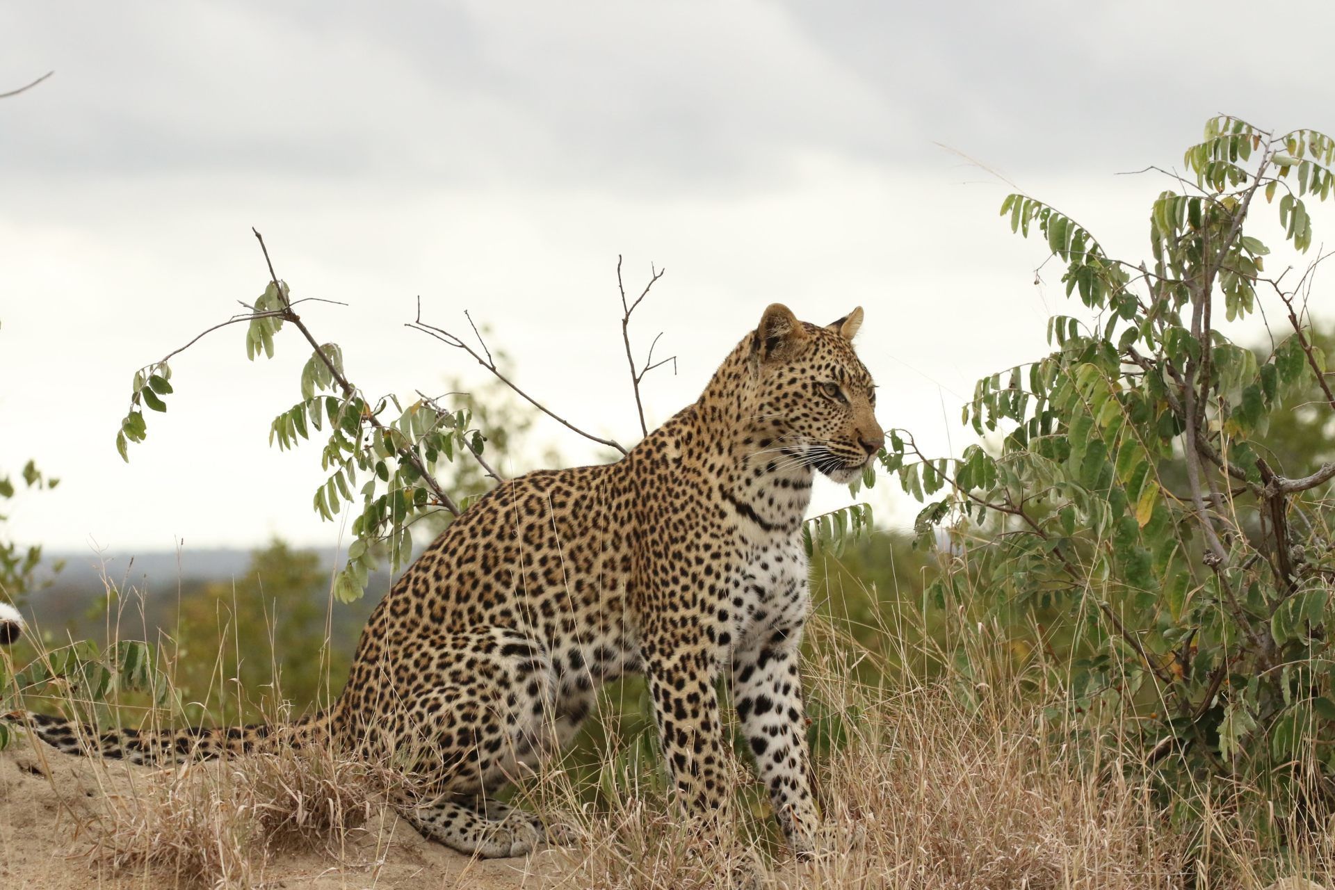 Leopard standing in tall grass with sparse shrubs under a cloudy sky