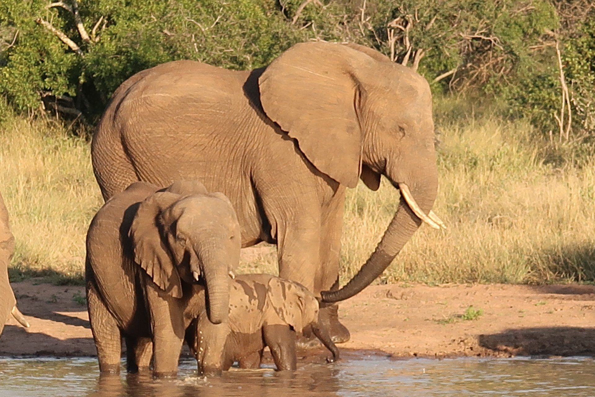 Elephant and calf drinking at a waterhole in a dry savanna