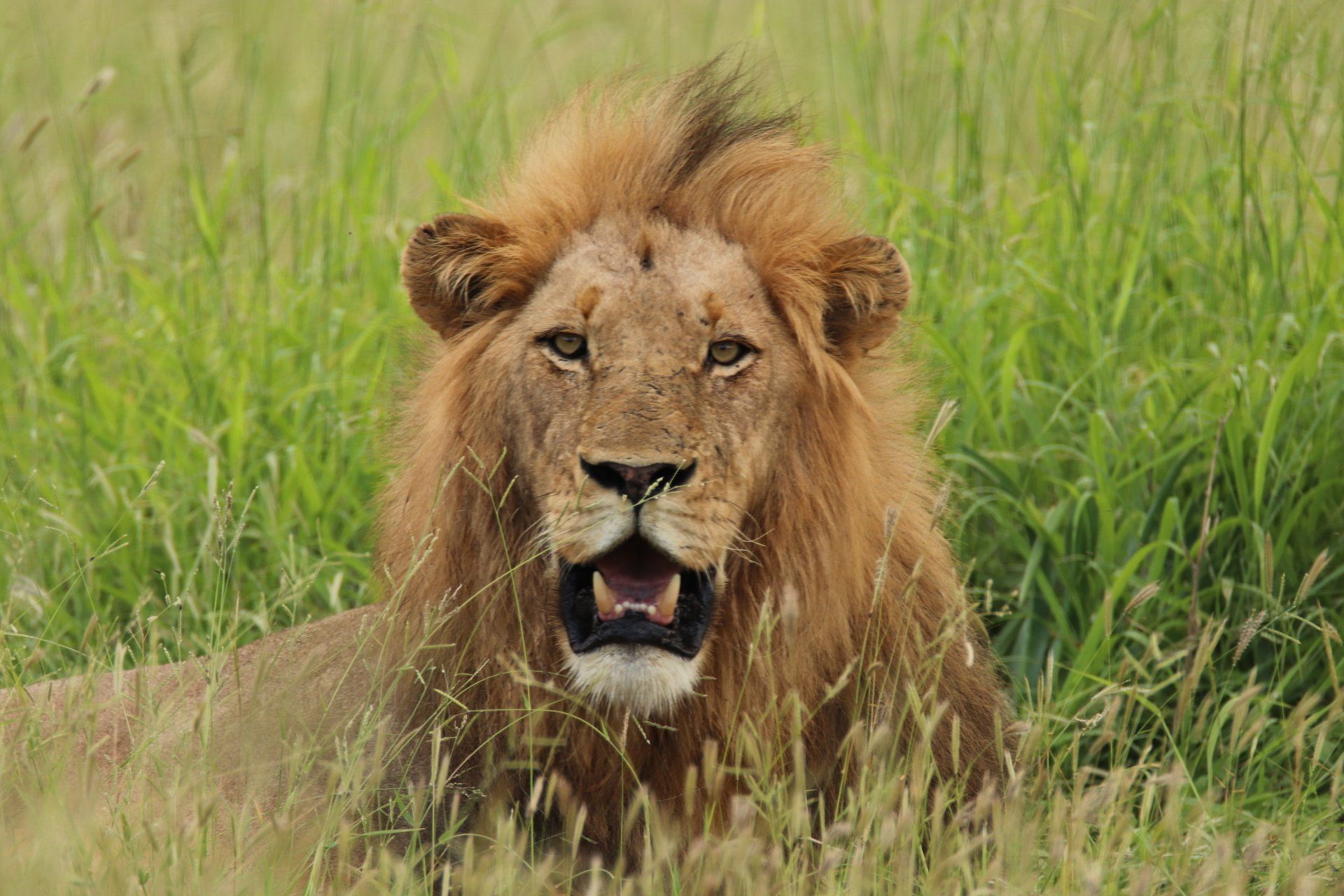 Male lion with open mouth lying in tall green grass