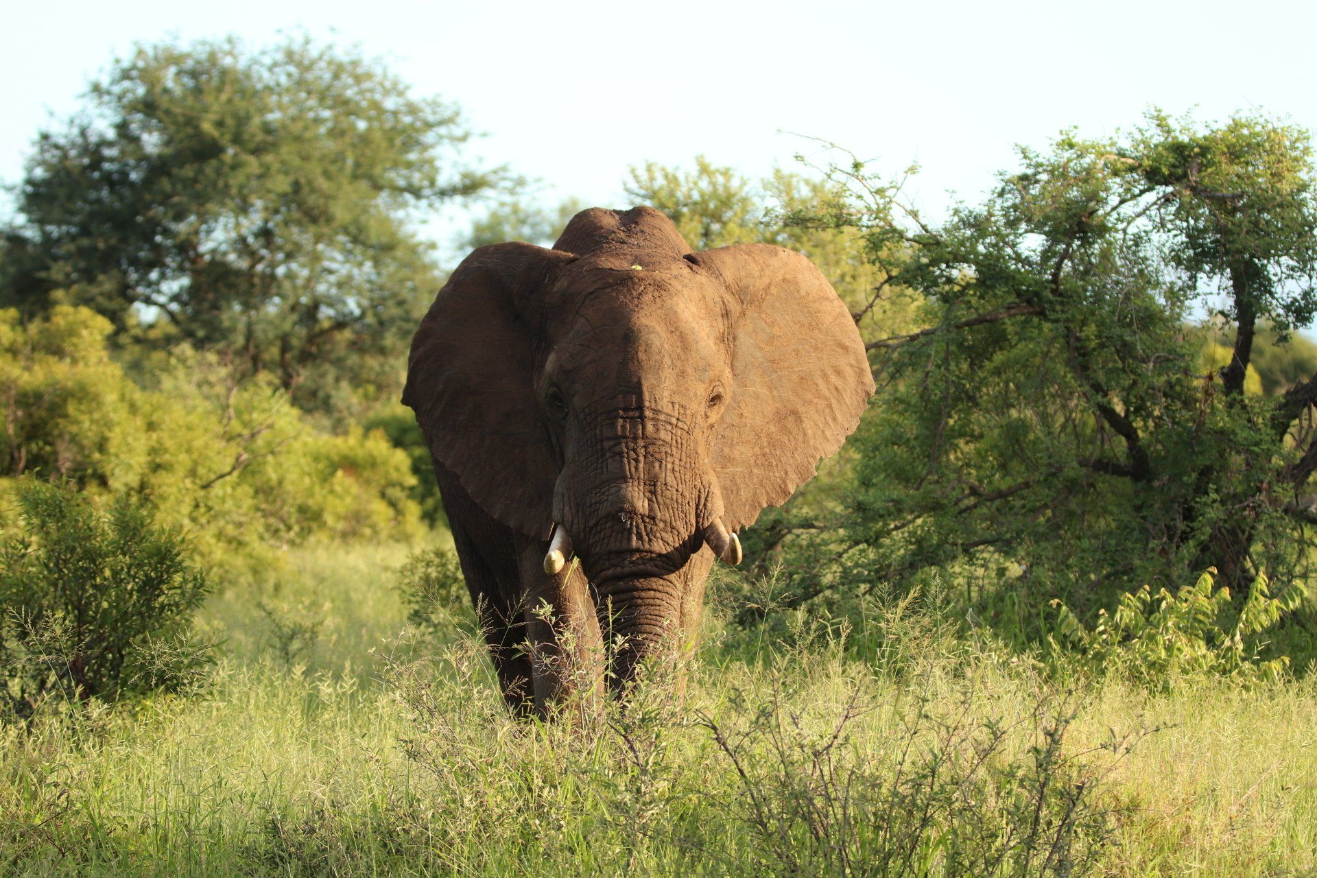 Elephant standing in tall grass with trees in the background