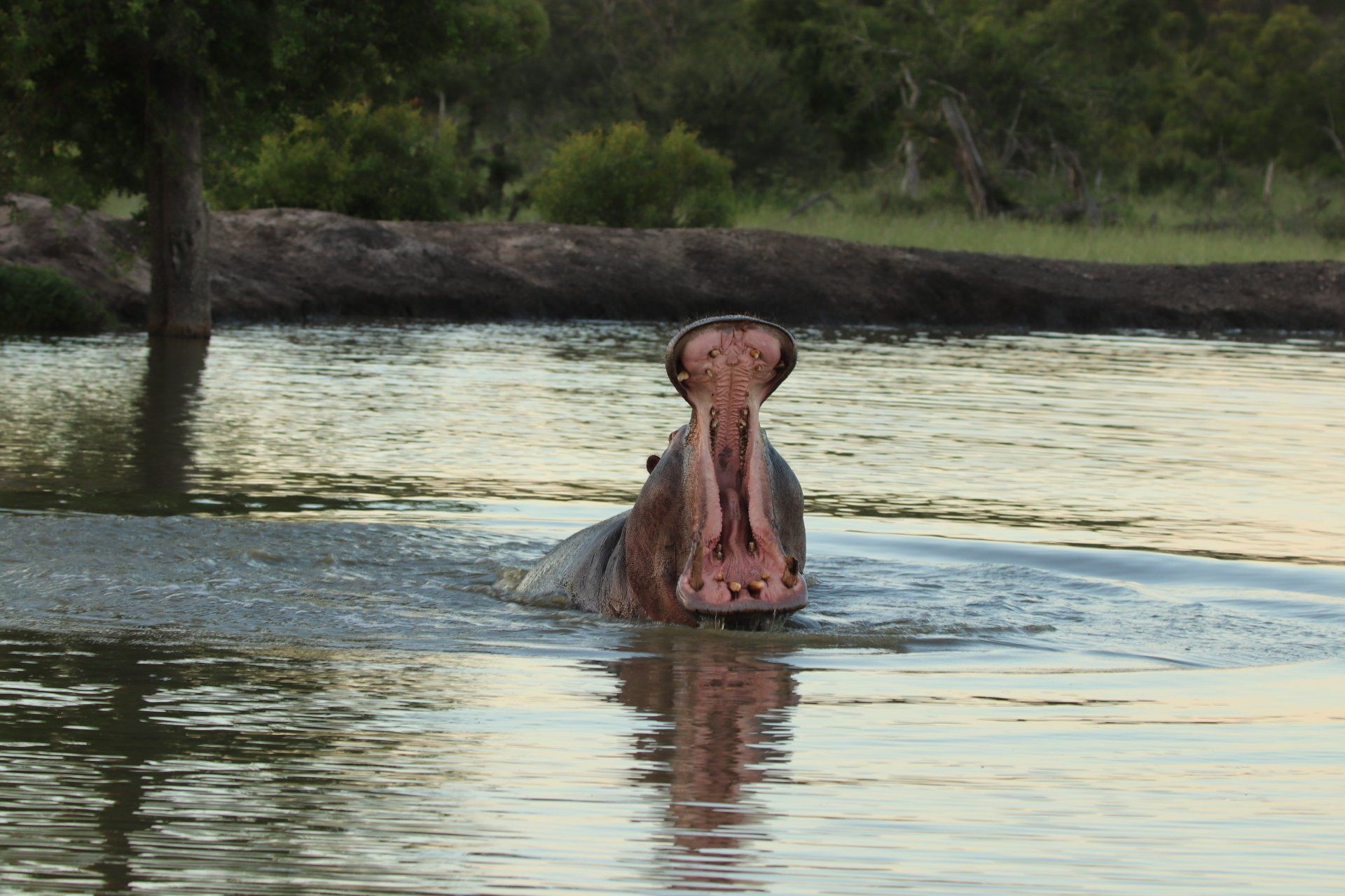 Hippo surfacing in a river, with water ripples and trees along the bank behind it