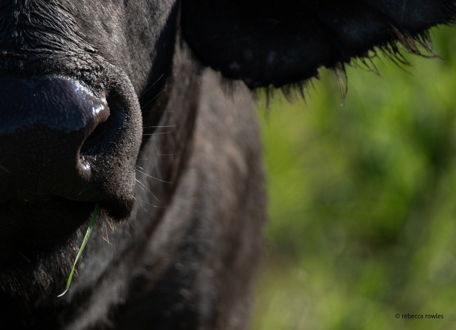 Close-up of a black cow's muzzle and face against a blurred green background