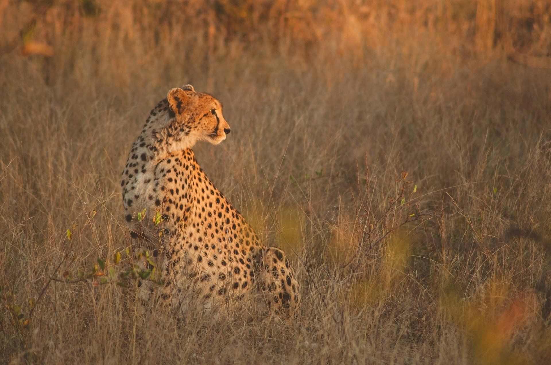 Cheetah sitting in tall golden grass, looking over its shoulder in a sunlit savanna.