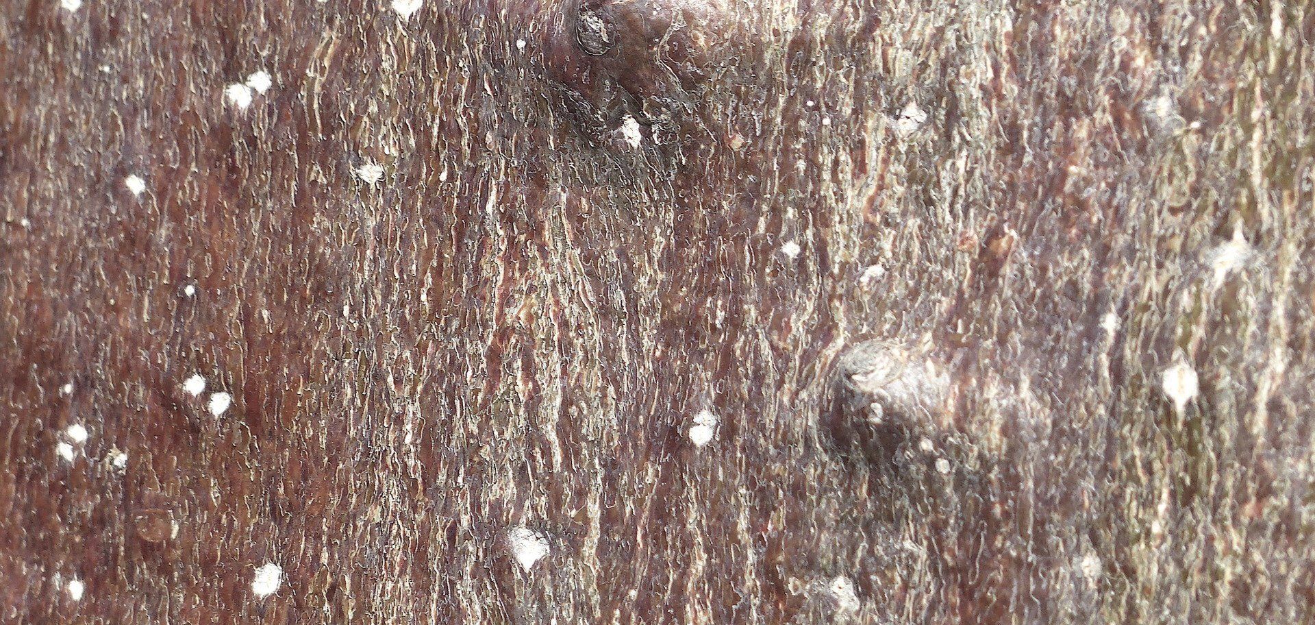 Close-up of weathered brown wood with white specks and streaks of peeling paint