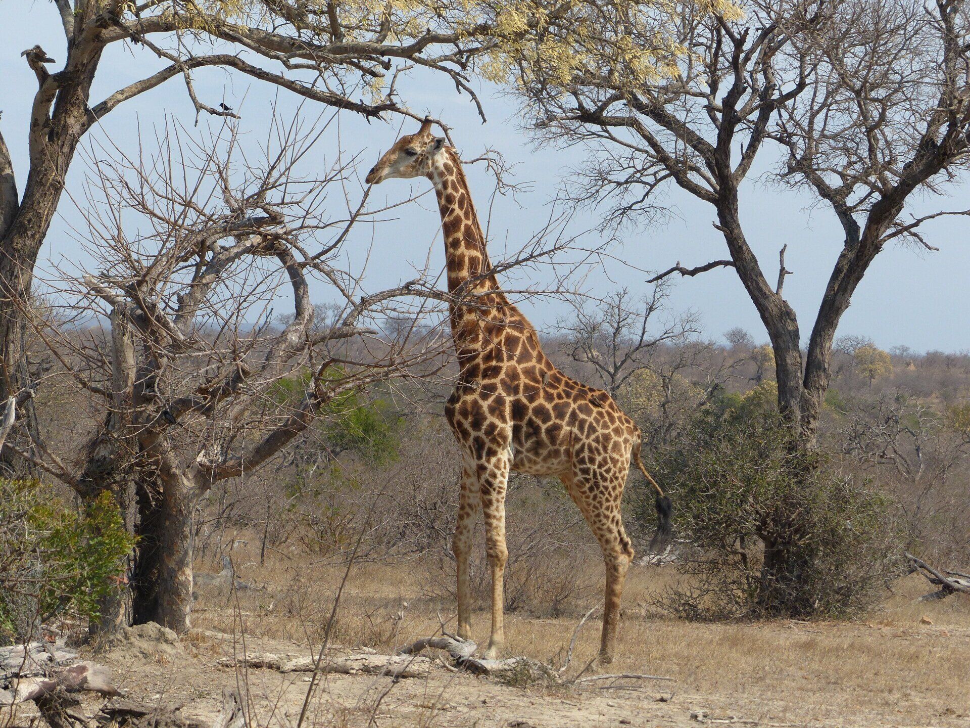 Giraffe standing in a dry savanna near sparse trees and brush
