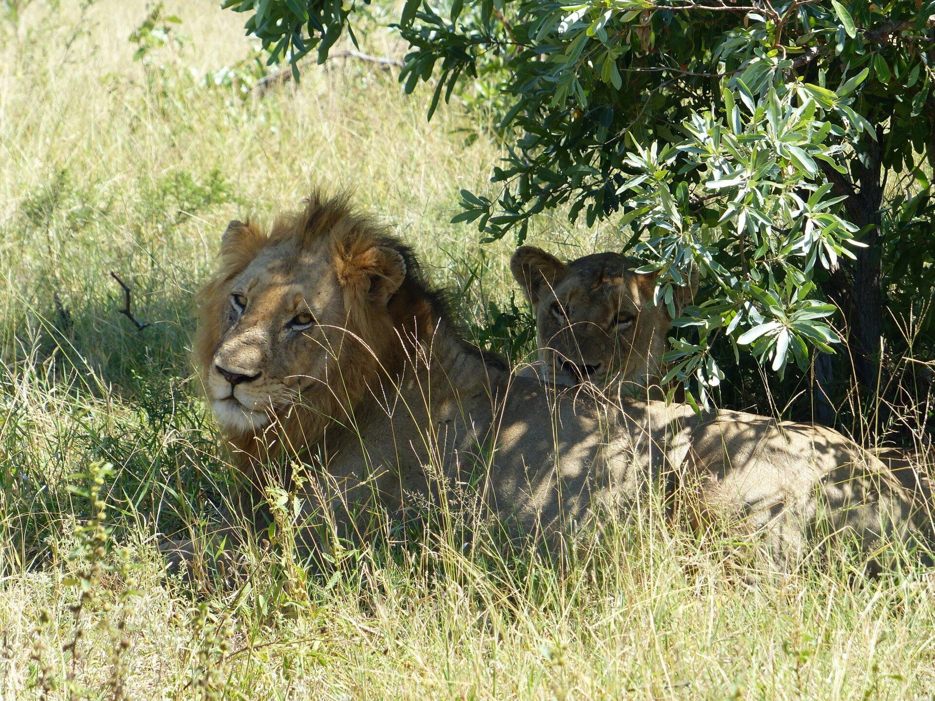 Lion and cub resting in tall grass under a tree in bright sunlight