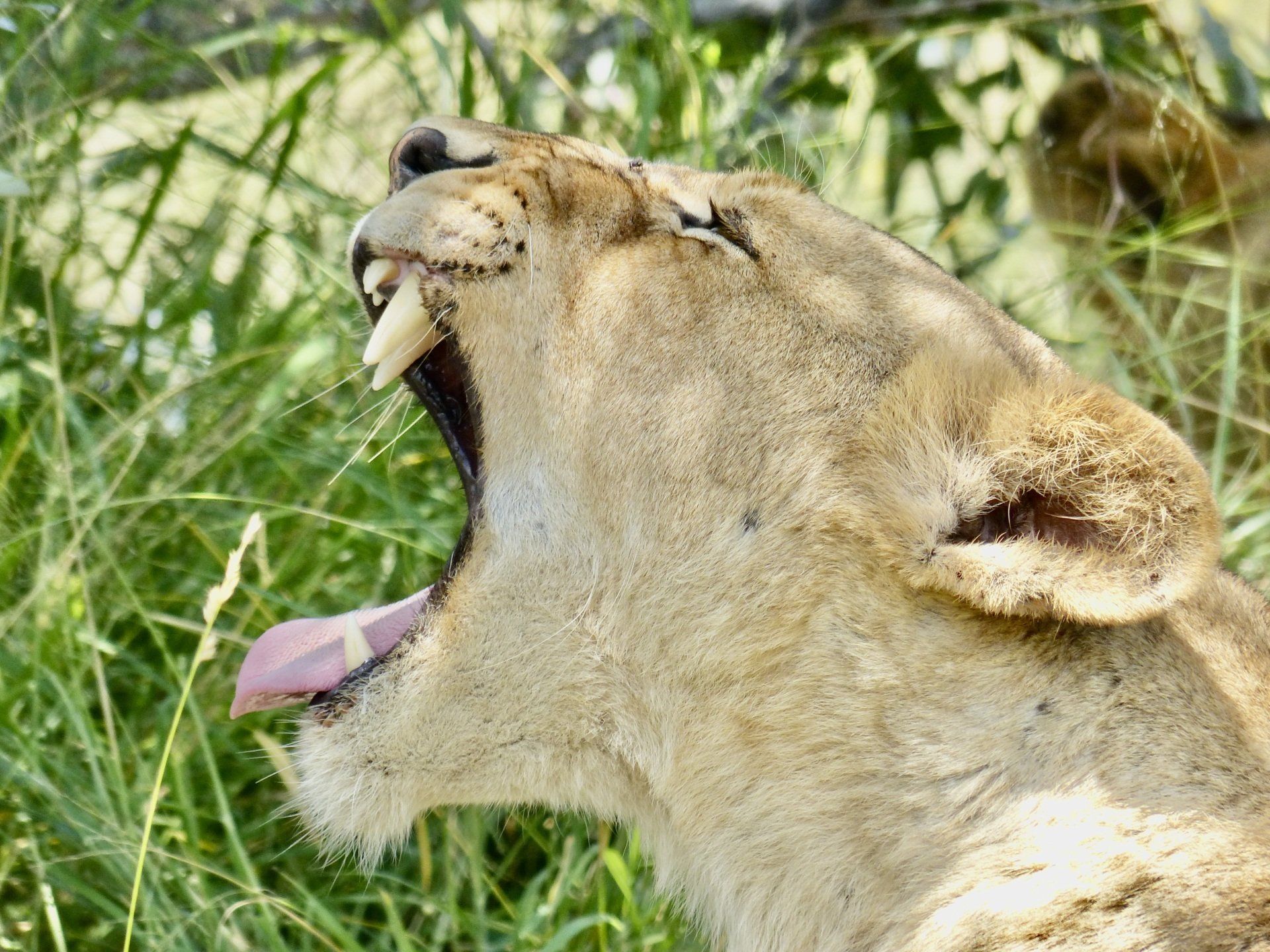 Lion yawning in tall grass with mouth open and tongue out