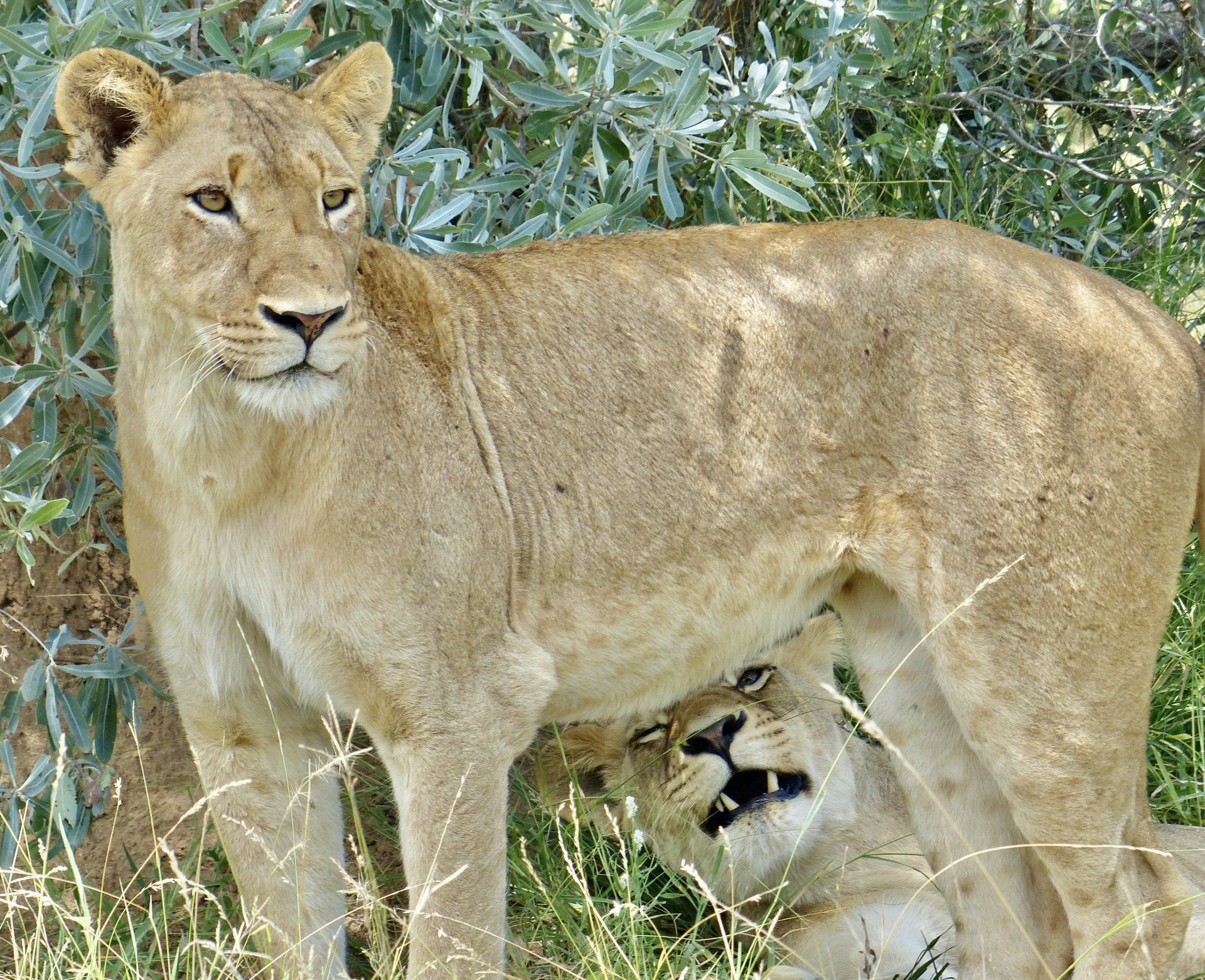 Lioness standing in grass with a cub nursing beneath her, surrounded by greenery.