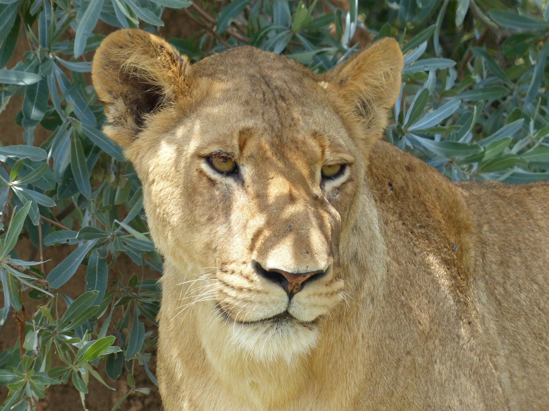 Lioness resting in front of leafy green foliage, looking toward the camera.