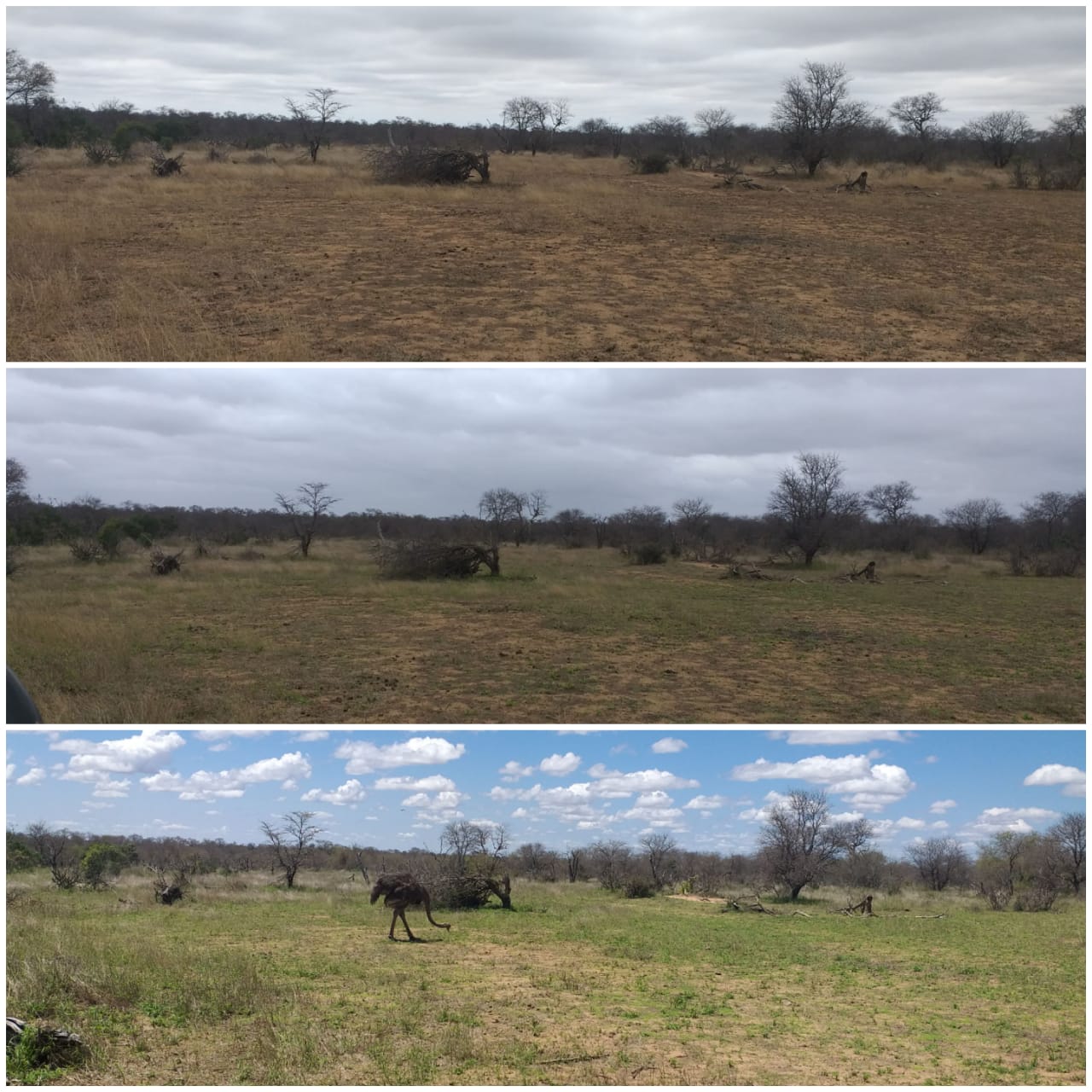 Three savanna landscape photos, showing dry brushland changing from brown to green under cloudy skies