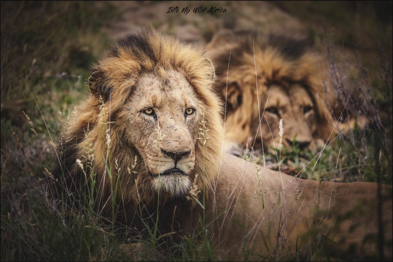 Two lions resting in tall grass, one in front and one blurred behind, in a natural savanna setting