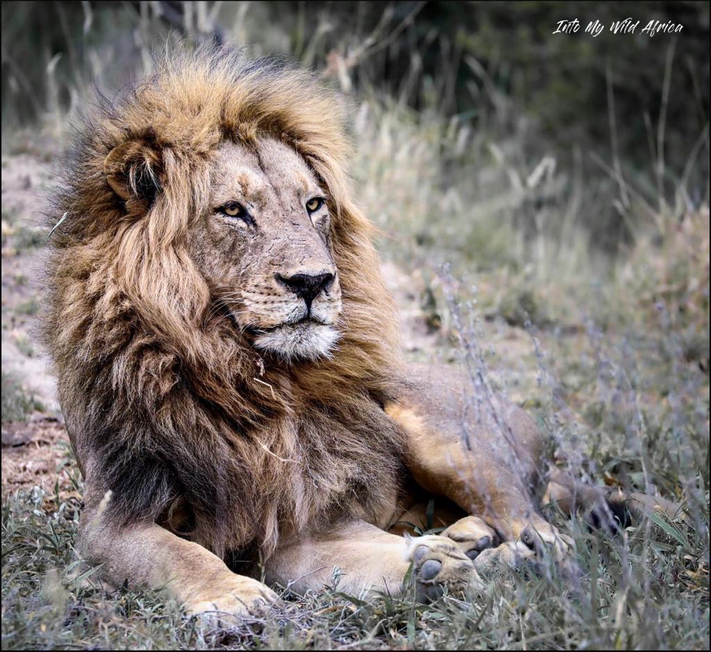 Male lion resting in grass with a full mane and a watchful expression