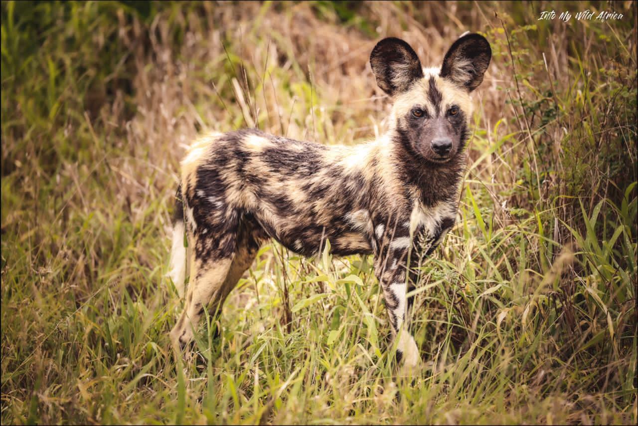 Wild African painted dog standing in tall grass, looking at the camera.