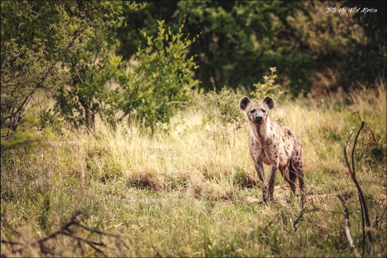 Spotted hyena standing in sunlit grassland, looking toward the camera