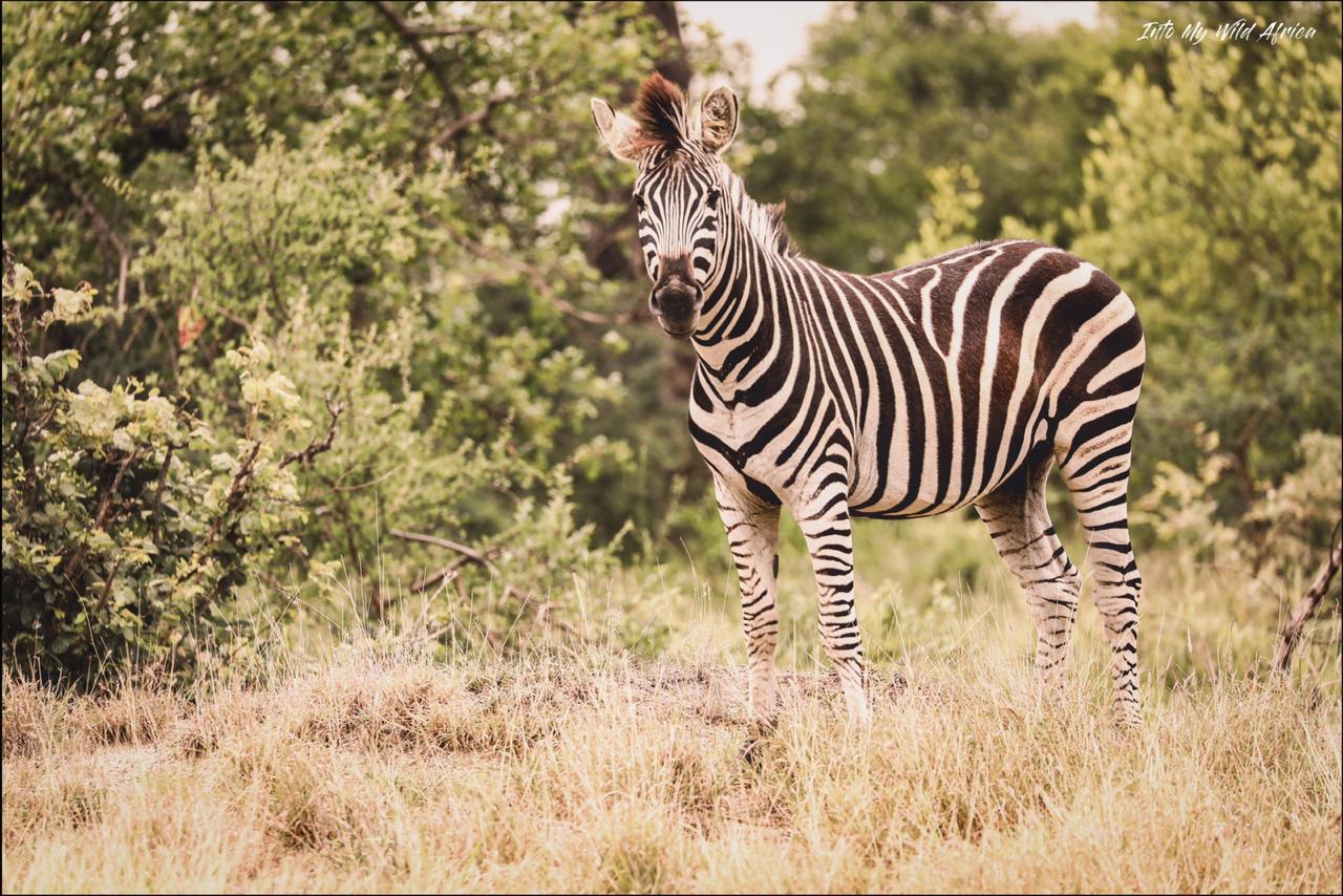 Zebra standing in dry grass near a leafy tree in a sunlit savanna