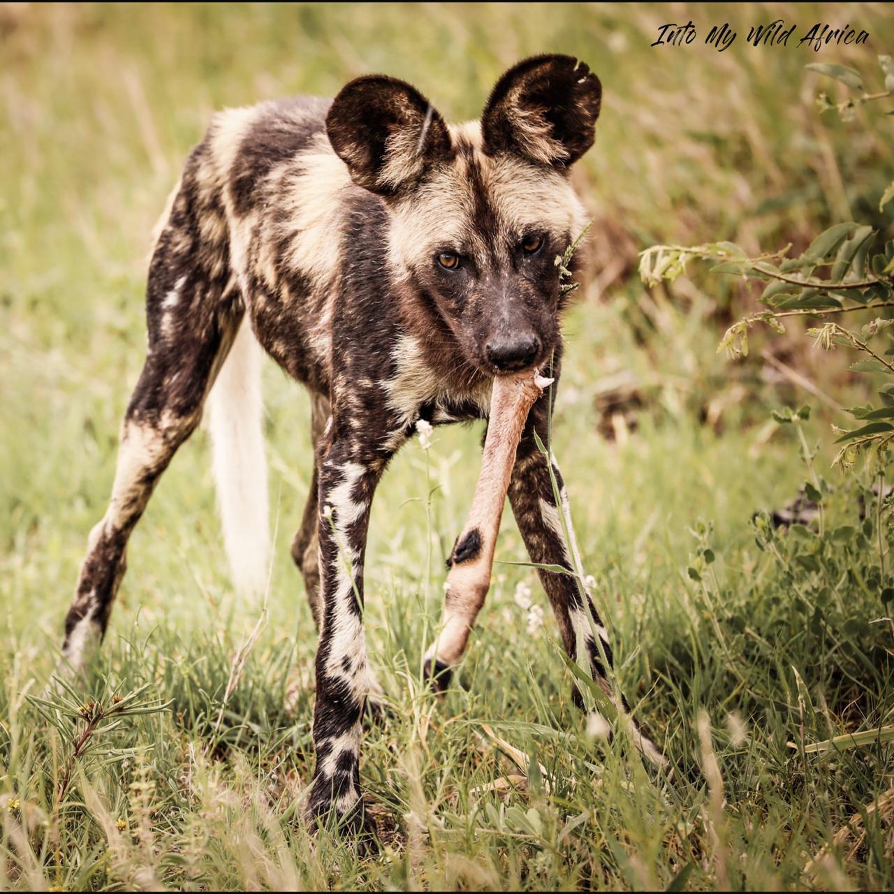 Wild African painted dog walking through tall grass, carrying a stick in its mouth.