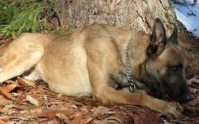 Canine training in Raeford, NC - Kranenburg Canine Training Center