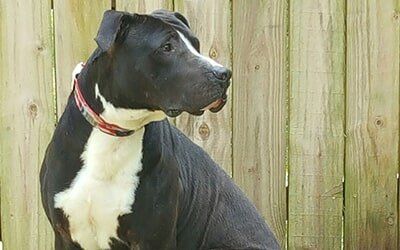 Canine training in Raeford, NC - Kranenburg Canine Training Center