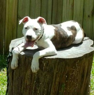 Canine training in Raeford, NC - Kranenburg Canine Training Center