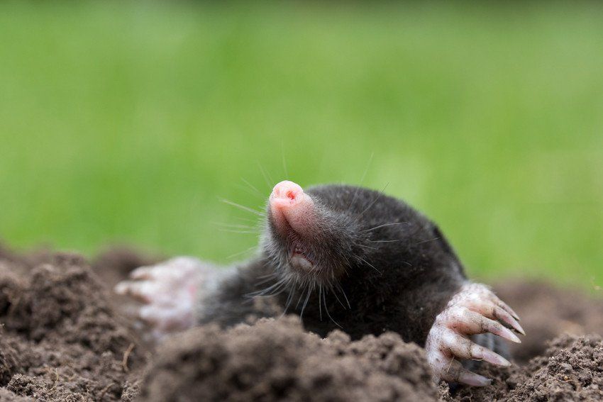 Mole control