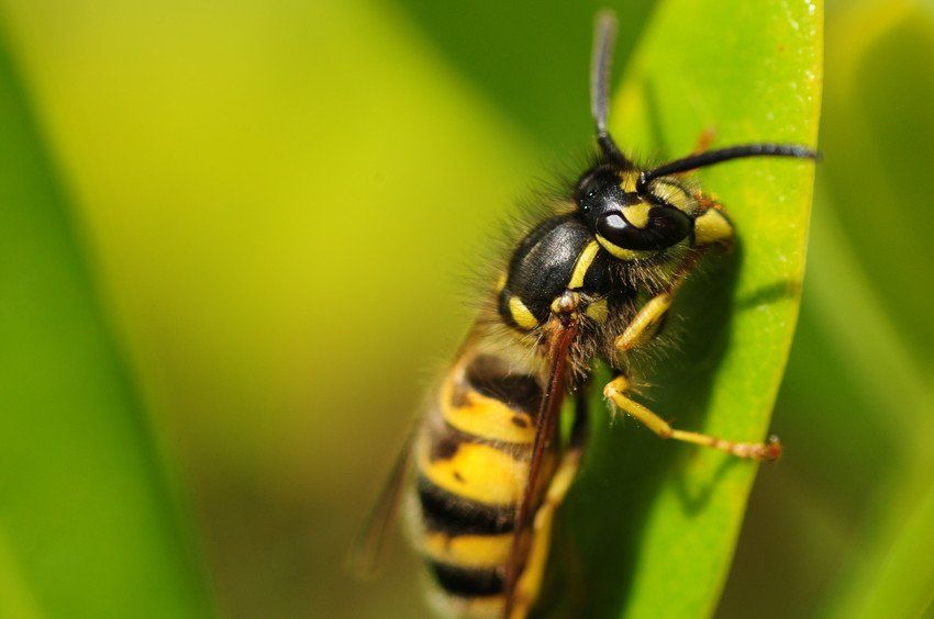 Insect pest control