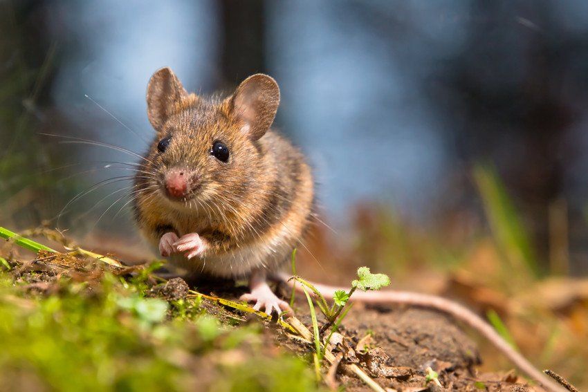 Rodent control