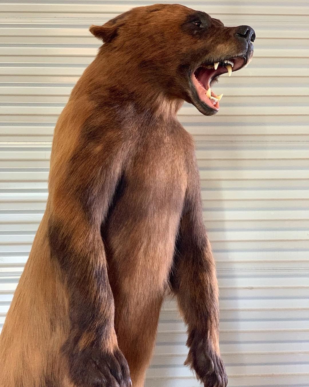 A stuffed brown bear is standing on its hind legs with its mouth open.