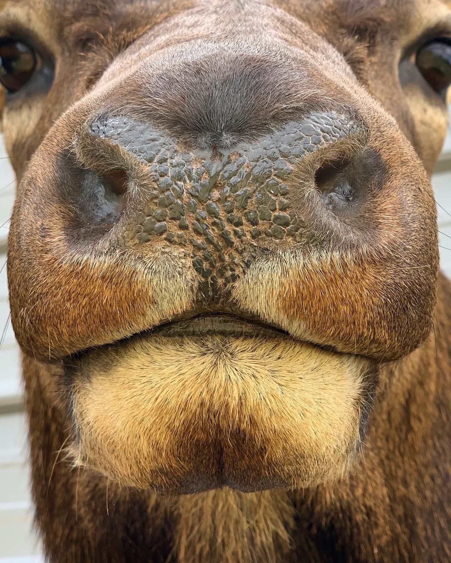 A close up of a camel 's nose and mouth.