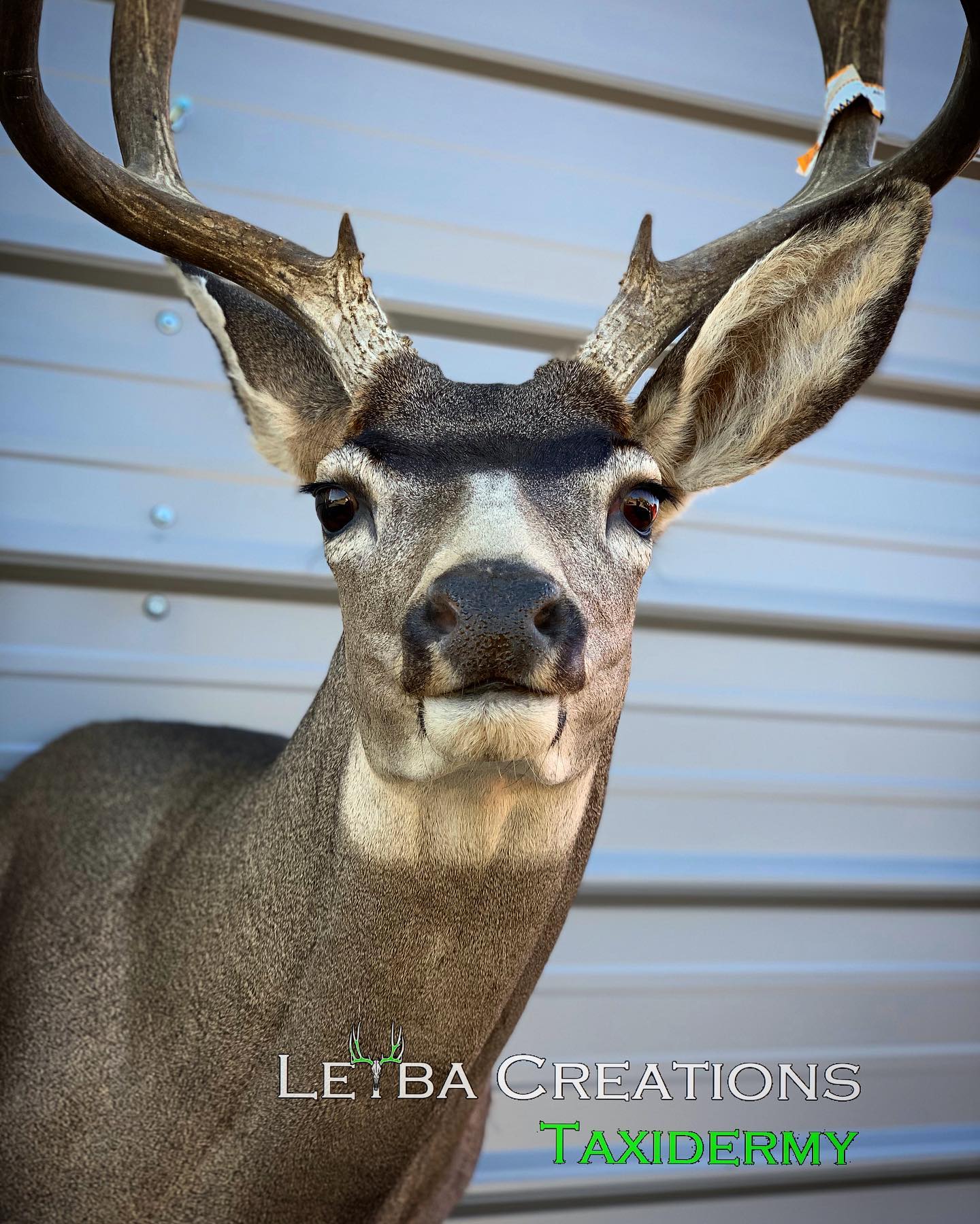 A close up of a deer 's head against a white wall.