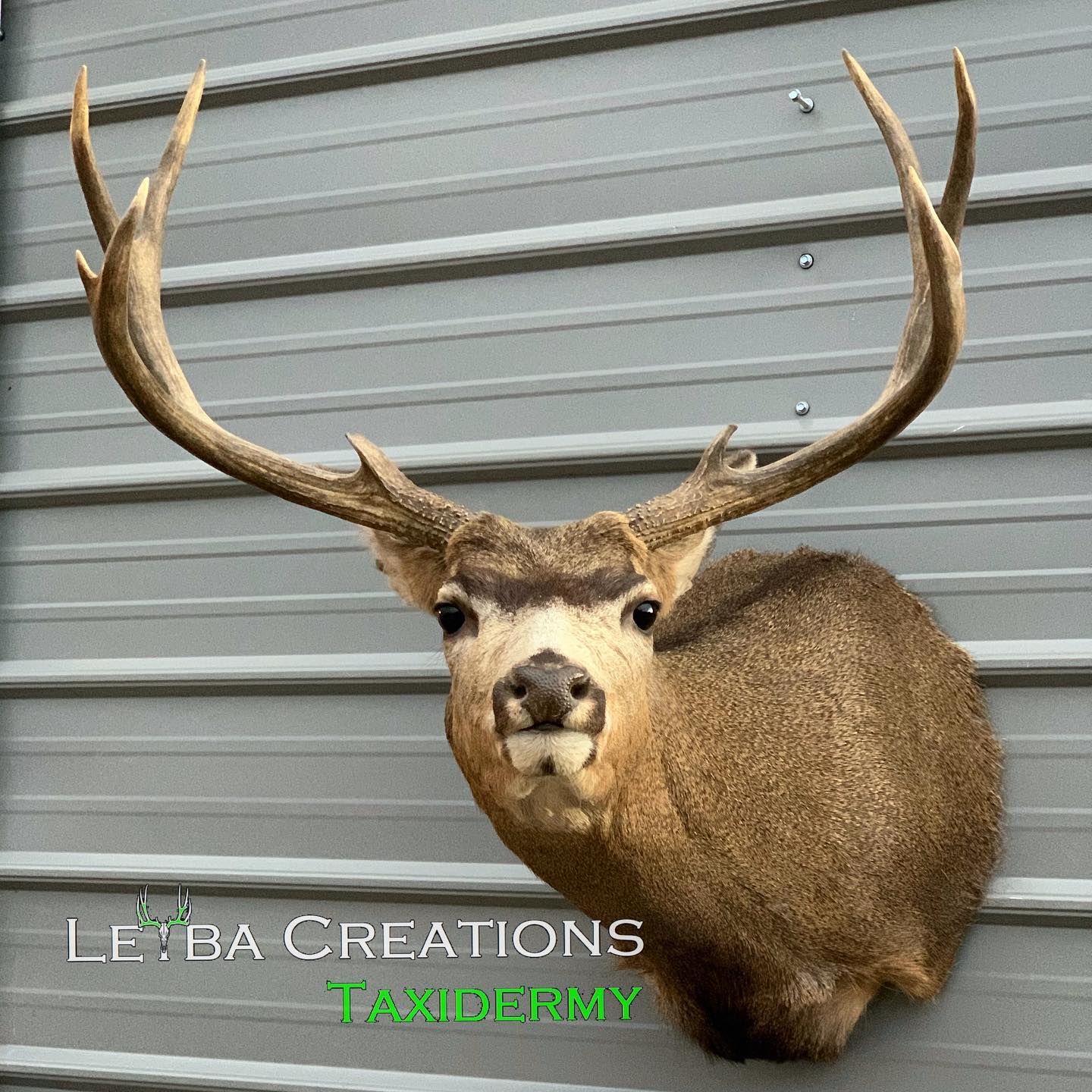 A deer head is hanging on a metal wall.