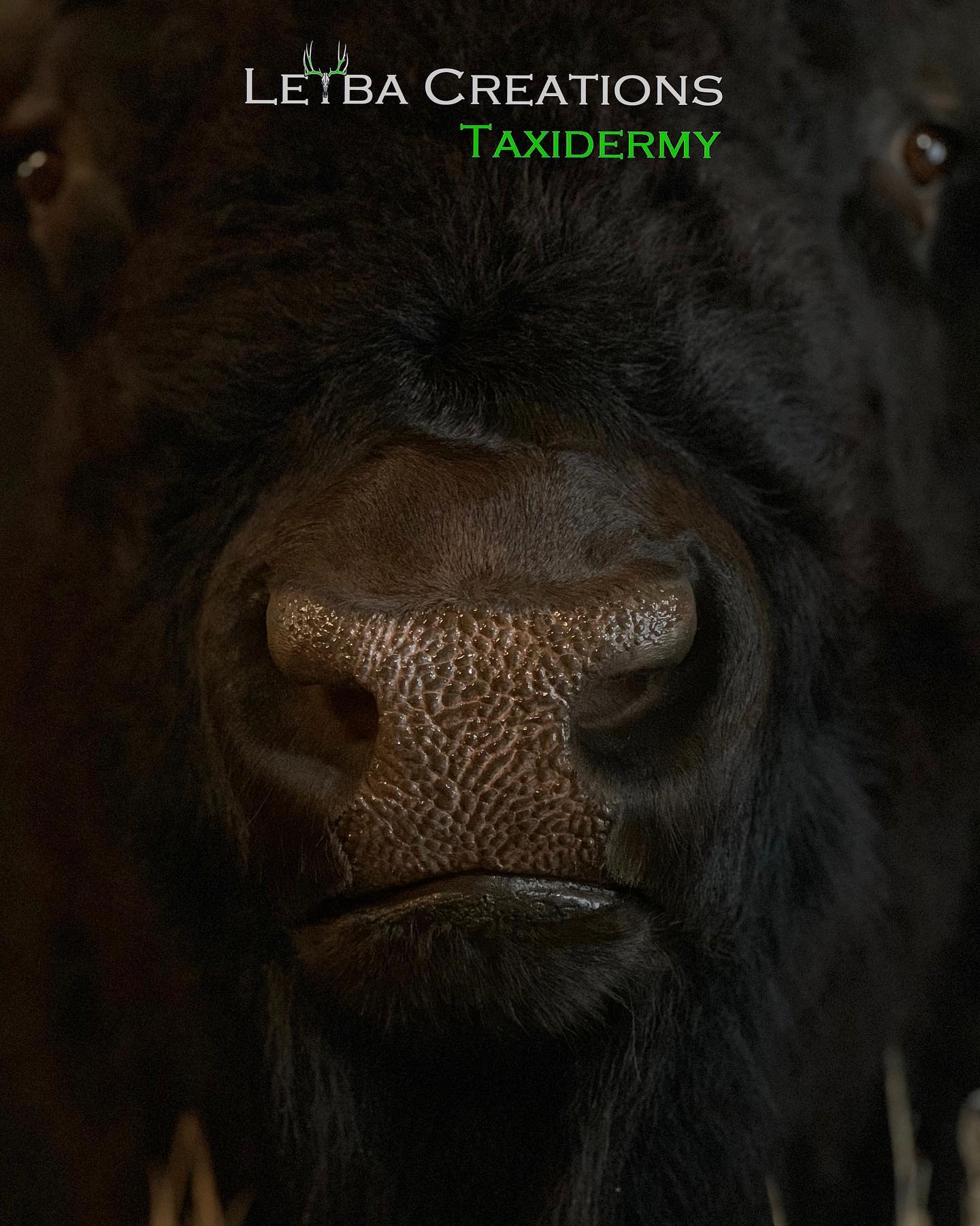 A close up of a cow 's nose with the words taxidermy on it